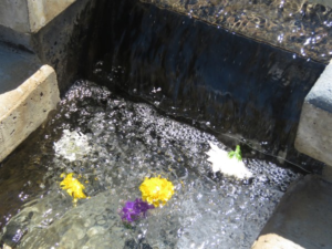 Fountain Flowers